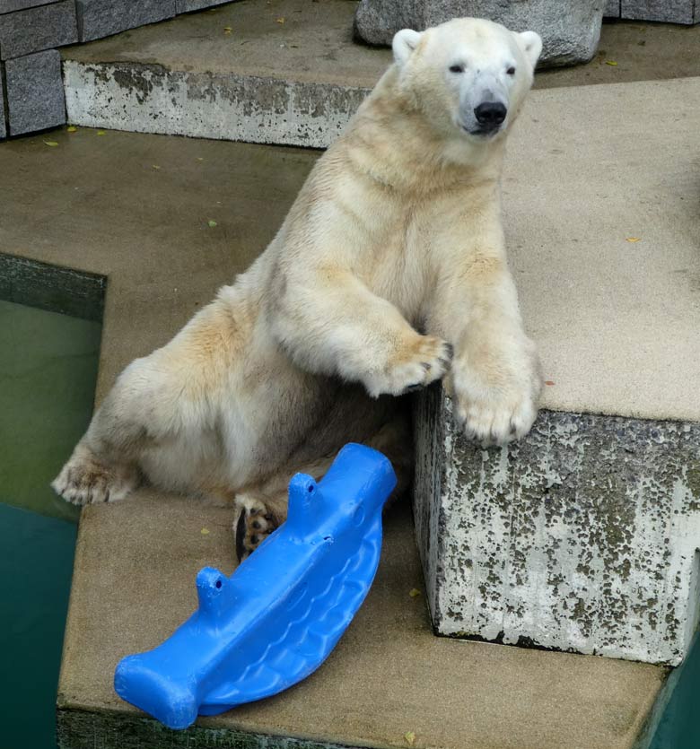 Eisbär LUKA am 23. Juli 2017 im Zoologischen Garten Wuppertal