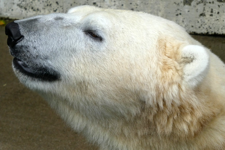 Eisbär LUKA am 23. Juli 2017 im Wuppertaler Zoo