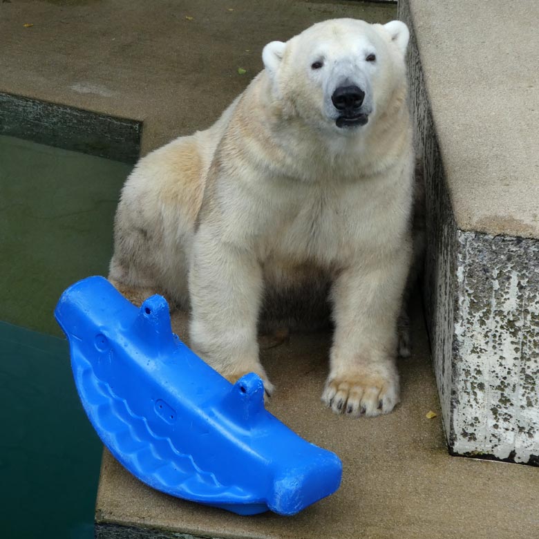 Eisbär LUKA am 23. Juli 2017 im Zoologischen Garten der Stadt Wuppertal