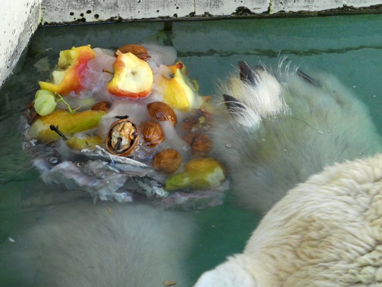 Eistorte für Eisbär LUKA am 7. August 2017 im Wuppertaler Zoo