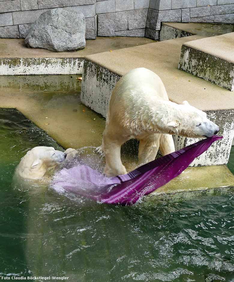 Eisbär LUKA und Eisbärin ANORI am 23. September 2017 im Zoo Wuppertal (Foto Claudia Böckstiegel-Wengler)