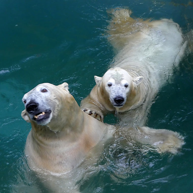 Eisbär LUKA mit Eisbärin ANORI am 22. Oktober 2017 im Wasser der großen Freianlage für Eisbären im Zoologischen Garten der Stadt Wuppertal