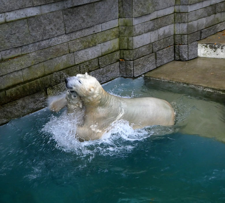 Eisbärin ANORI mit Eisbär LUKA am 22. Oktober 2017 im Wasser der großen Freianlage für Eisbären im Zoo Wuppertal