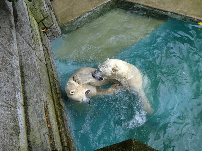 Eisbärin ANORI mit Eisbär LUKA am 22. Oktober 2017 im Wasser der großen Freianlage für Eisbären im Grünen Zoo Wuppertal