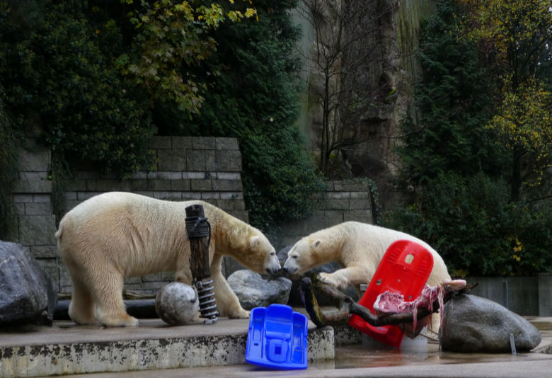 Eisbär LUKA und Eisbärin Anori am 12. November 2017 auf der Außenanlage im Grünen Zoo Wuppertal
