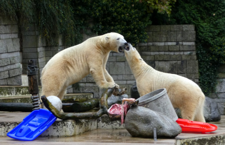 Eisbär LUKA und Eisbärin Anori am 12. November 2017 auf der Außenanlage im Zoo Wuppertal