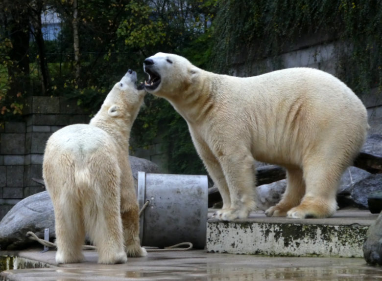Eisbärin Anori und Eisbär LUKA am 12. November 2017 auf der Außenanlage im Zoologischen Garten Wuppertal