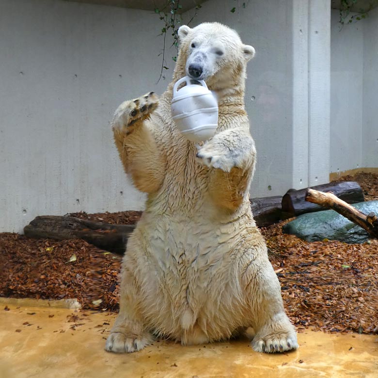 Eisbär LUKA am 19. November 2017 auf der kleinen Außenanlage im Wuppertaler Zoo