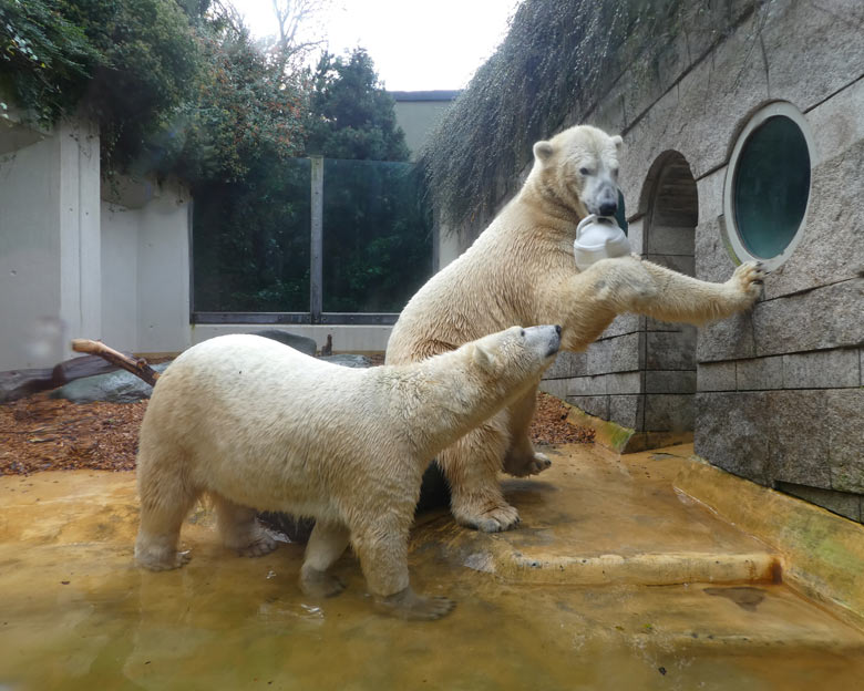 Eisbärin ANORI und Eisbär LUKA am 19. November 2017 auf der kleinen Außenanlage im Zoologischen Garten der Stadt Wuppertal