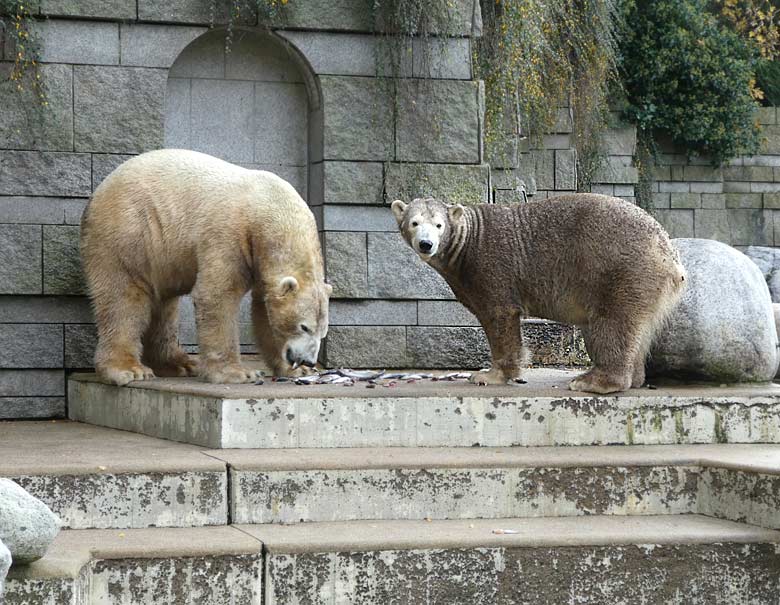 Eisbär LUKA und Eisbärin ANORI am 25. November 2017 auf der großen Außenanlage im Grünen Zoo Wuppertal
