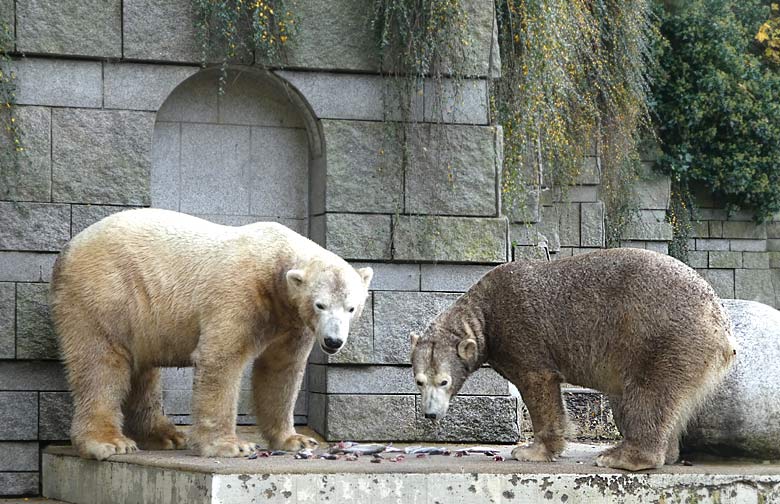 Eisbär LUKA und Eisbärin ANORI am 25. November 2017 auf der großen Außenanlage im Zoologischen Garten Wuppertal