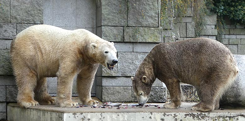 Eisbär LUKA und Eisbärin ANORI am 25. November 2017 auf der großen Außenanlage im Zoo Wuppertal