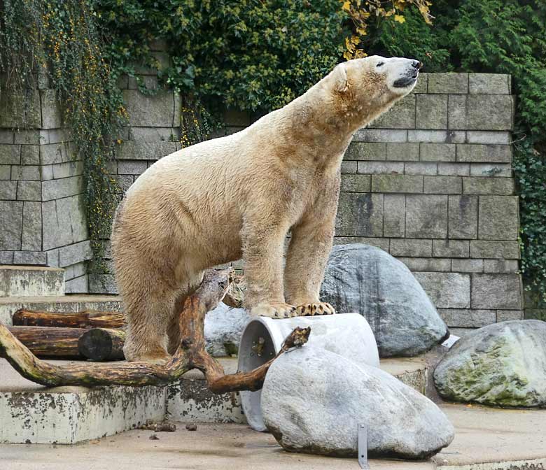 Posierender Eisbär LUKA am 25. November 2017 auf der großen Außenanlage im Zoologischen Garten der Stadt Wuppertal