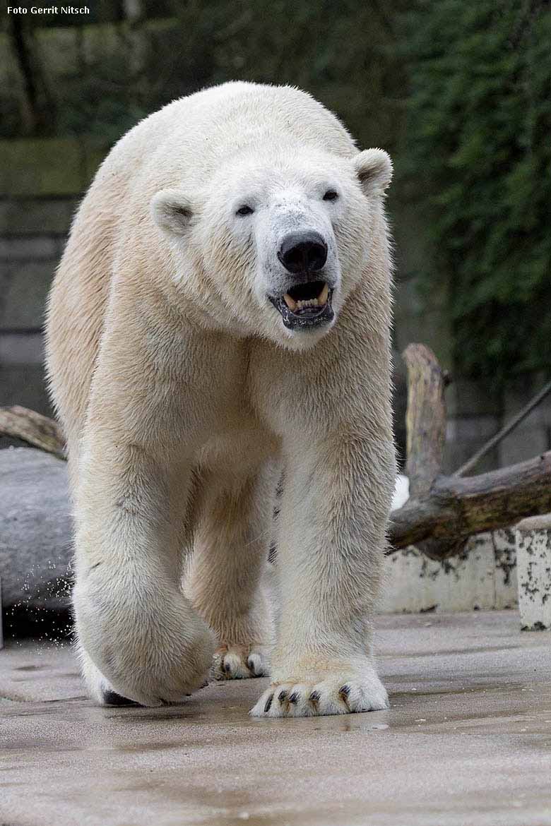 Eisbär LUKA am 9. Januar 2018 im Grünen Zoo Wuppertal (Foto Gerrit Nitsch)