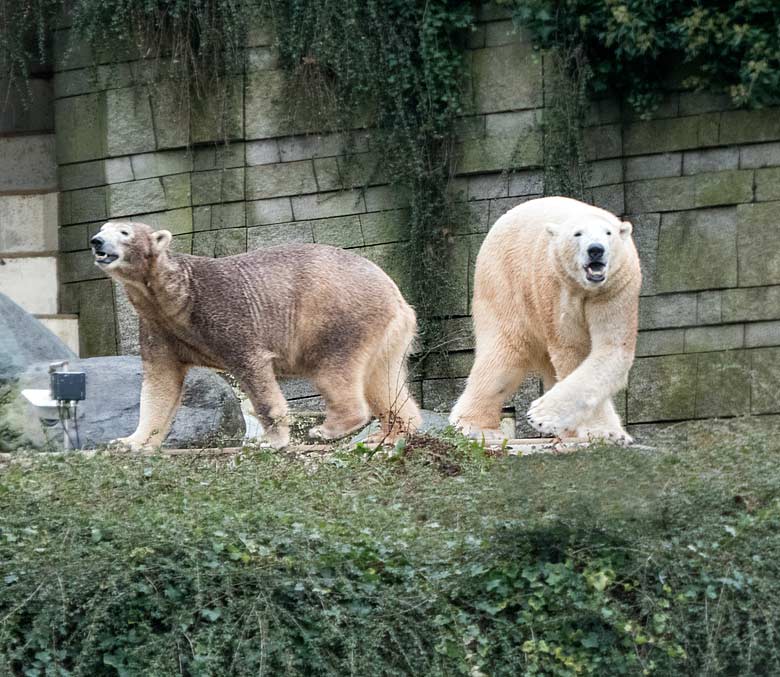 Eisbärin ANORI mit braungefärbtem Fell und Eisbär LUKA am 11. Januar 2018 im Grünen Zoo Wuppertal