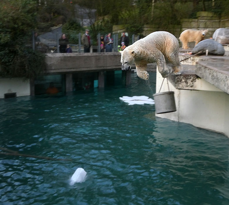 Eisbär LUKA am 26. Januar 2018 im Wuppertaler Zoo