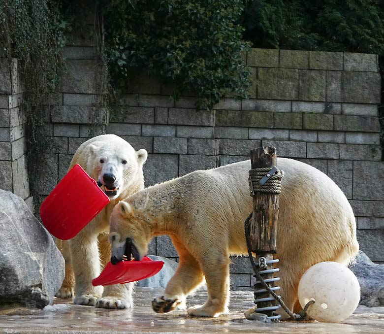 Eisbär LUKA und Eisbärin ANORI am 18. Februar 2018 mit je einem roten Mini Bob Schlitten auf der Außenanlage im Zoologischen Garten Wuppertal