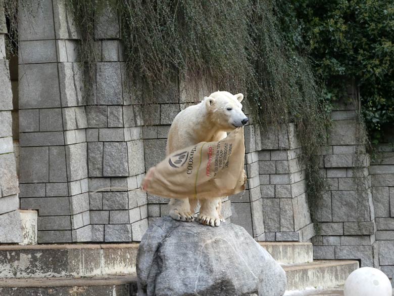 Eisbärin ANORI am 18. Februar 2018 auf der Außenanlage im Zoo Wuppertal