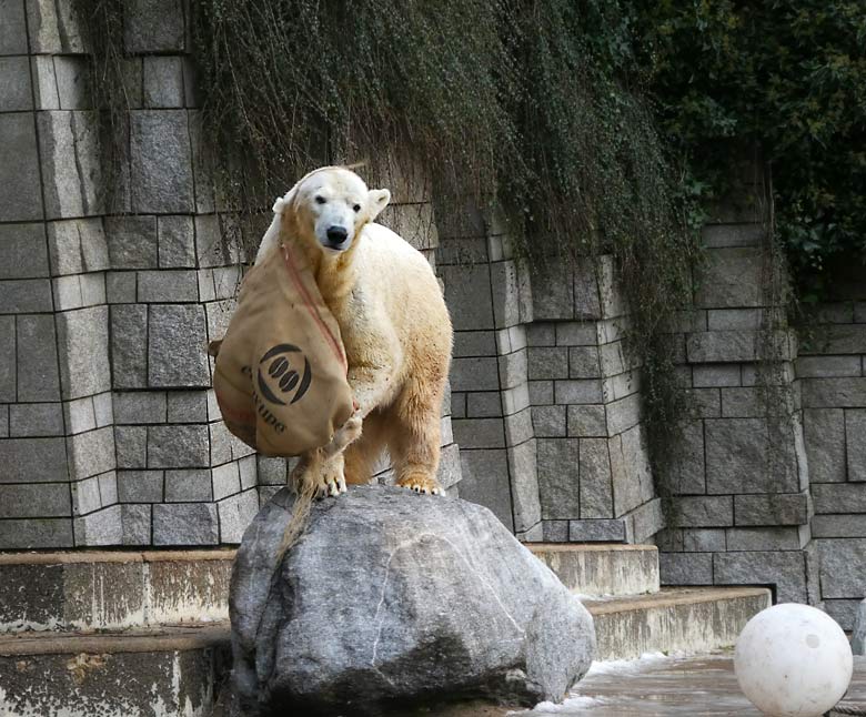 Eisbärin ANORI am 18. Februar 2018 auf der Außenanlage im Wuppertaler Zoo