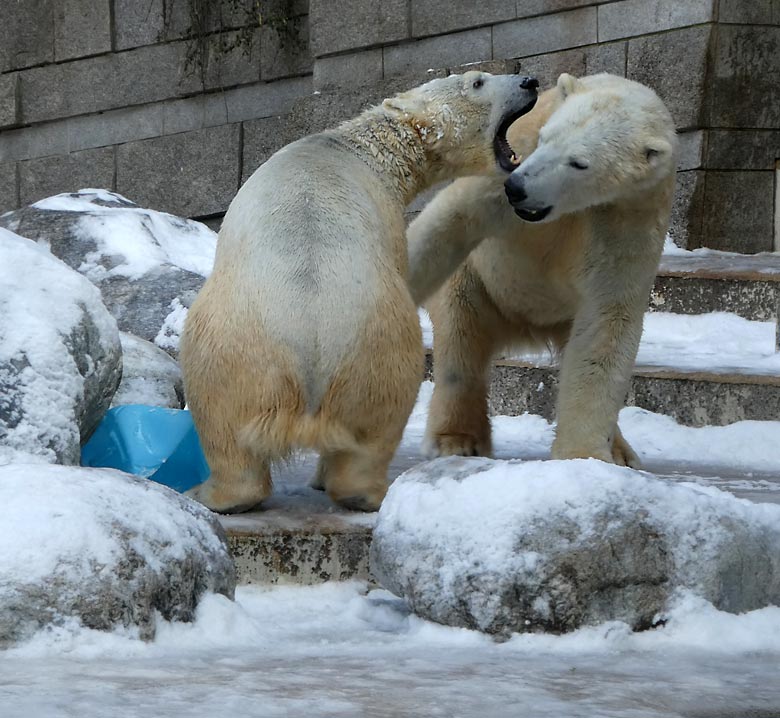 Eisbärin ANORI und Eisbär LUKA am 3. März 2018 auf der Außenanlage im Zoo Wuppertal