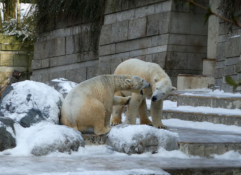 Eisbärin ANORI und Eisbär LUKA am 3. März 2018 auf der Außenanlage im Zoologischen Garten der Stadt Wuppertal