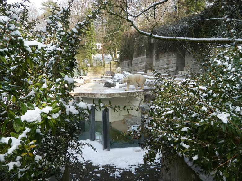 Gefährliche Pflanzen am 3. März 2018 an der Treppe zwischen Eisbäranlage und Königspinguinanlage im Grünen Zoo Wuppertal