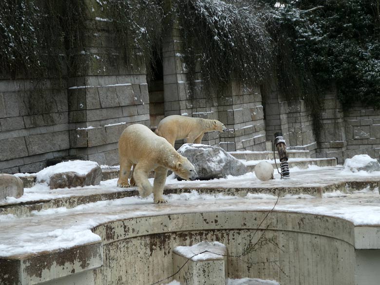 Eisbär LUKA und Eisbärin ANORI am 3. März 2018 auf der Außenanlage im Zoo Wuppertal
