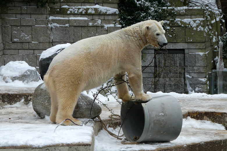 Eisbärin ANORI am 3. März 2018 auf der Außenanlage im Zoologischen Garten Wuppertal
