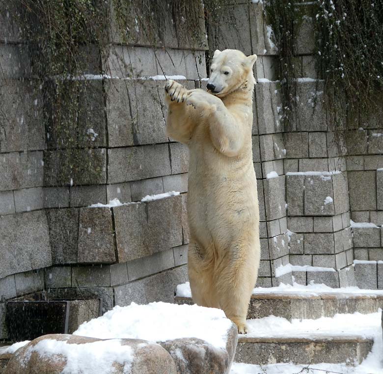 Eisbärin ANORI am 3. März 2018 auf der Außenanlage im Grünen Zoo Wuppertal