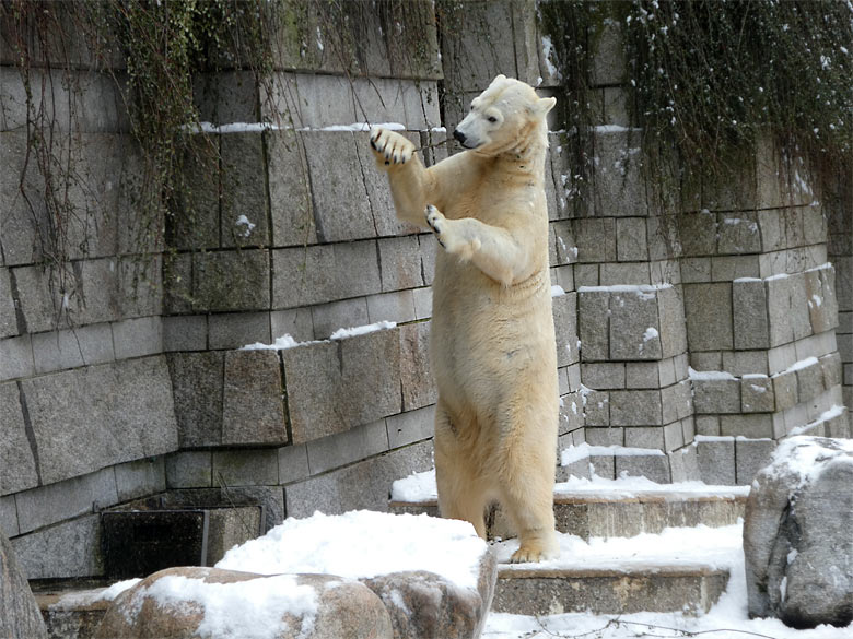 Eisbärin ANORI am 3. März 2018 auf der Außenanlage im Wuppertaler Zoo