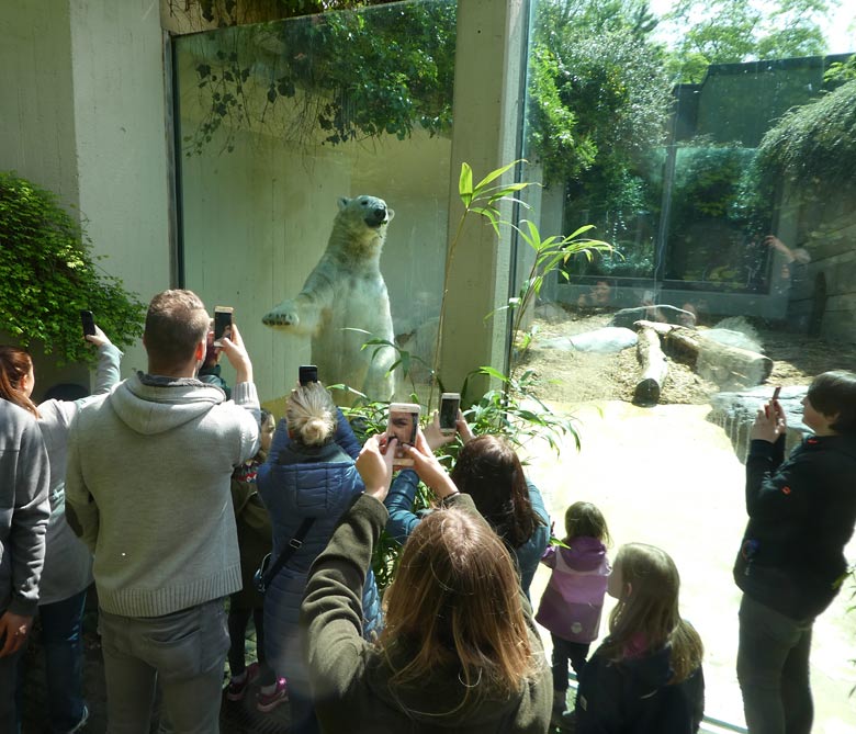 Eisbär LUKA am 1. Mai 2018 auf der kleinen Außenanlage im Wuppertaler Zoo