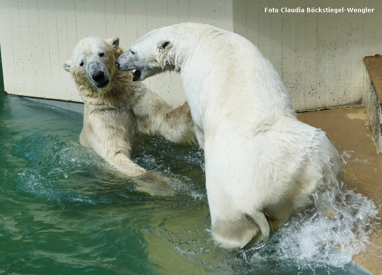 Eisbär LUKA und Eisbärin ANORI am 23. Mai 2018 im Grünen Zoo Wuppertal (Foto Claudia Böckstiegel-Wengler)