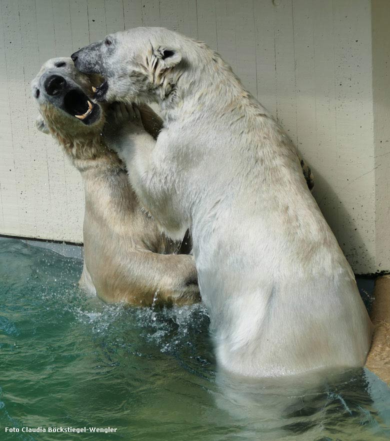 Eisbär LUKA und Eisbärin ANORI am 23. Mai 2018 im Zoo Wuppertal (Foto Claudia Böckstiegel-Wengler)