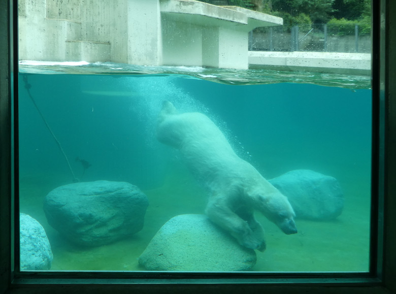 Eisbärin LUKA am 31. Mai 2018 unter Wasser im Wuppertaler Zoo