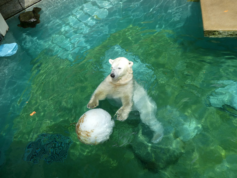 Eisbärin ANORI am 31. Mai 2018 im Wasser im Grünen Zoo Wuppertal