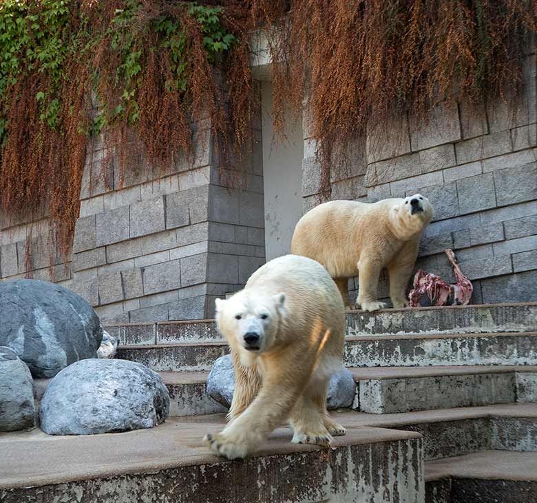 Eisbärin ANORI und Eisbär LUKA am 2. September 2018 auf der Außenanlage im Zoologischen Garten Wuppertal