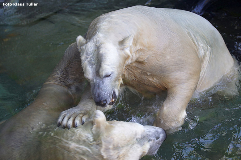 Eisbärin ANORI und Eisbär LUKA im September 2018 auf der Außenanlage im Wuppertaler Zoo (Foto Klaus Tüller)