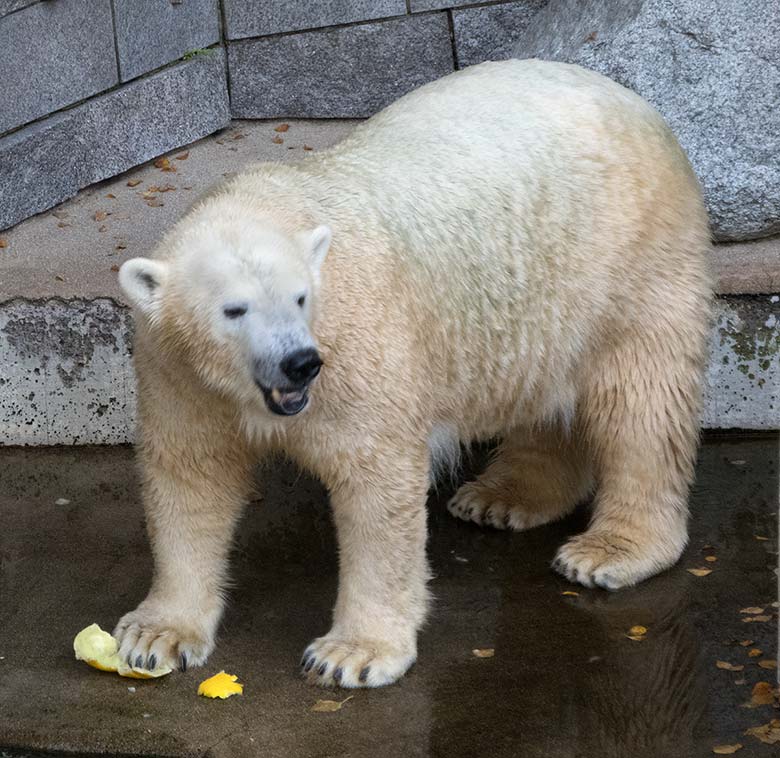 Eisbärin ANORI am 29. September 2018 auf der Außenanlage im Zoo Wuppertal