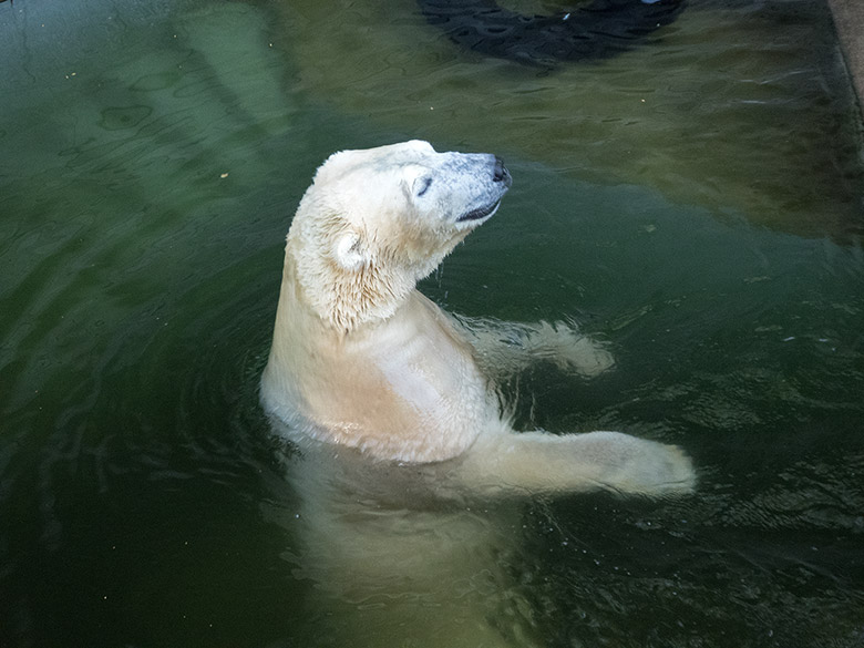 Eisbär LUKA am 29. September 2018 auf der Außenanlage im Grünen Zoo Wuppertal