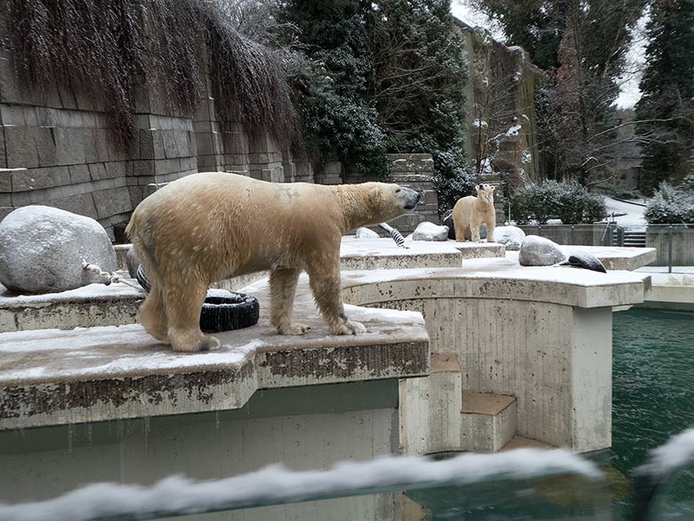 Eisbär LUKA und Eisbärin ANORI am 16. Dezember 2018 auf der Plattform der großen Außenanlage im Zoologischen Garten Wuppertal