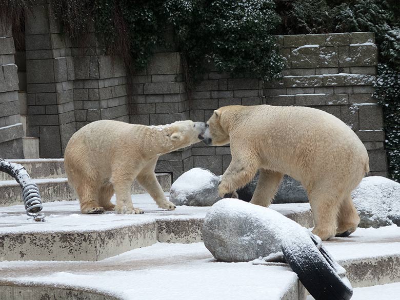 Eisbärin ANORI und Eisbär LUKA am 16. Dezember 2018 auf der Plattform der großen Außenanlage im Zoo Wuppertal