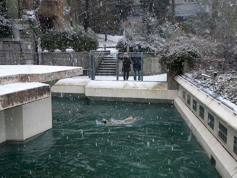 Eisbärin ANORI am 16. Dezember 2018 im Wasser der großen Außenanlage im Zoologischen Garten Wuppertal