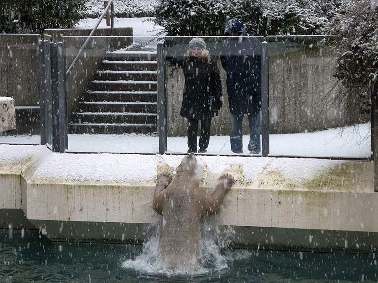 Eisbärin ANORI am 16. Dezember 2018 im Wasser der großen Außenanlage im Grünen Zoo Wuppertal