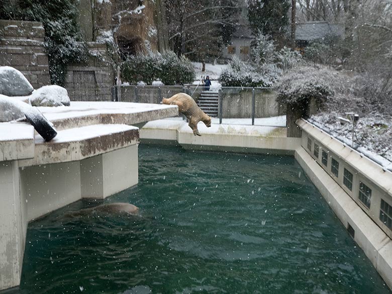 Eisbärin ANORI am 16. Dezember 2018 beim Sprung in das Wasser der großen Außenanlage im Wuppertaler Zoo