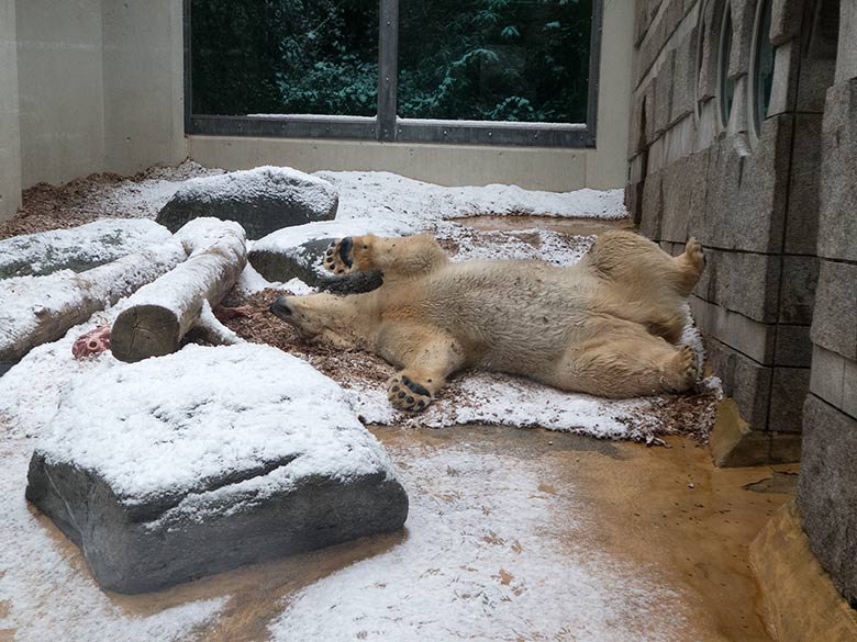 Eisbärin ANORI am 16. Dezember 2018 auf der kleinen Außenanlage im Zoologischen Garten Wuppertal