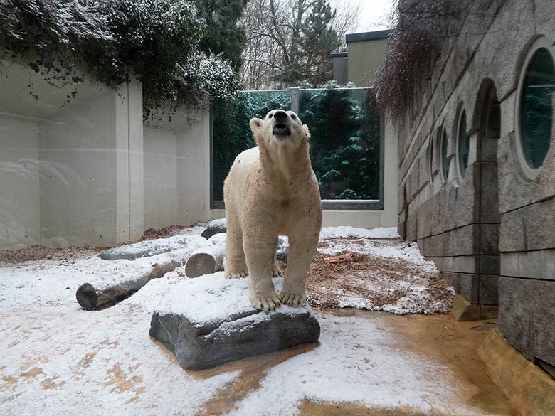 Eisbärin ANORI am 16. Dezember 2018 auf der kleinen Außenanlage im Wuppertaler Zoo