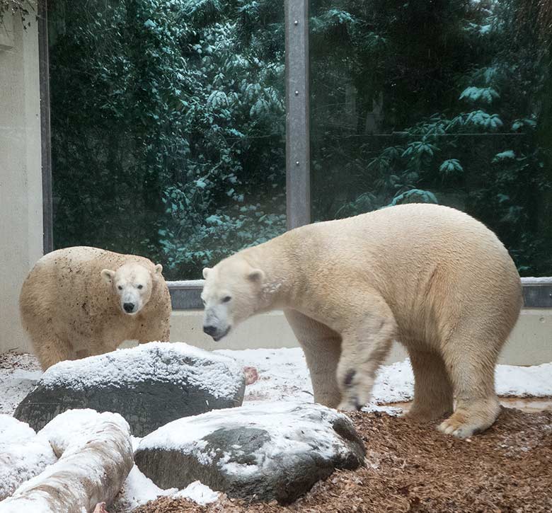 Eisbärin ANORI und Eisbär LUKA am 16. Dezember 2018 auf der kleinen Außenanlage im Zoologischen Garten der Stadt Wuppertal
