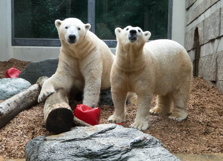 Eisbär LUKA und Eisbärin ANORI am 27. Dezember 2018 auf der kleinen Außenanlage im Grünen Zoo Wuppertal