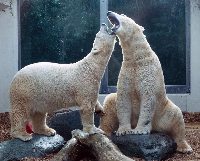Eisbärin ANORI und Eisbär LUKA am 27. Dezember 2018 im Grünen Zoo Wuppertal