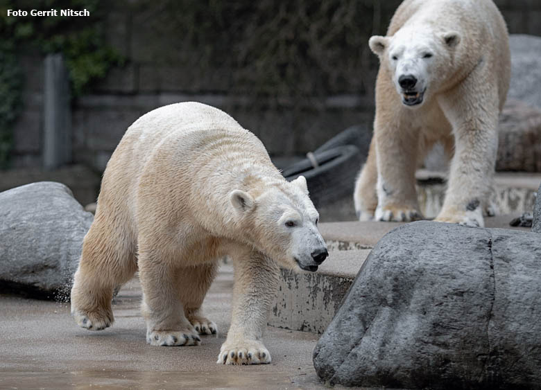 Eisbärin ANORI und Eisbär LUKA am 12. Januar 2019 auf der Außenanlage im Grünen Zoo Wuppertal (Foto Gerrit Nitsch)